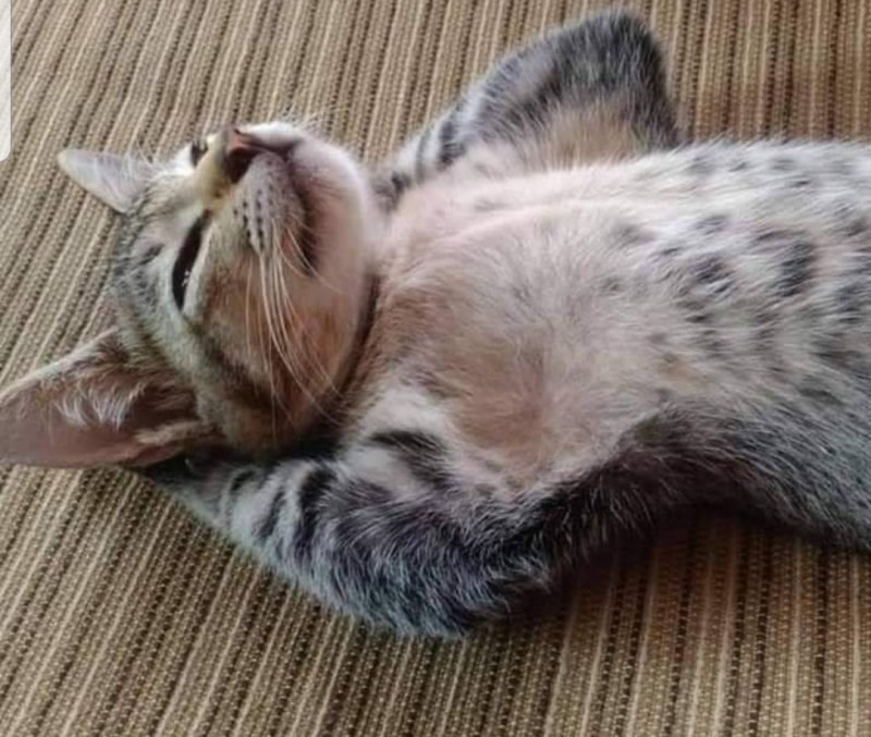 Котик лежит