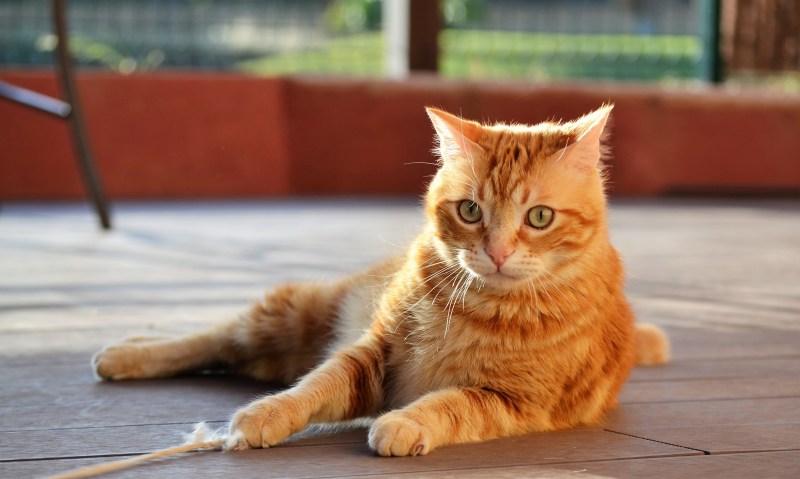 Милый рыжий кот