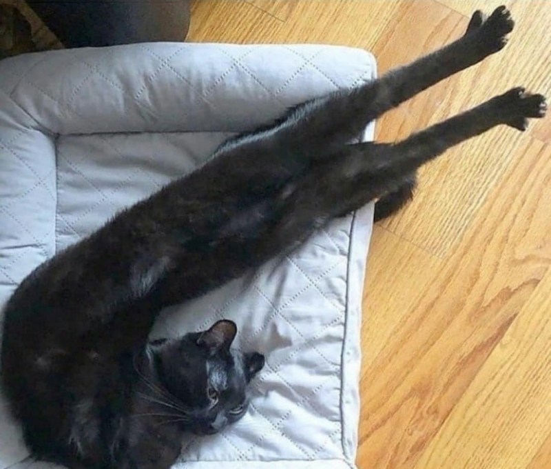 Кот с вытянутыми лапами