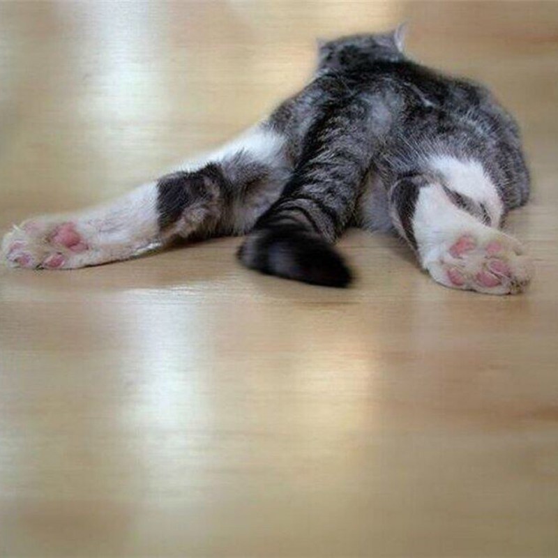 Кот спит без задних ног