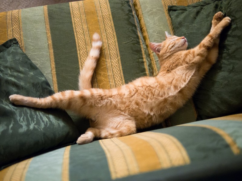 Котик тянется