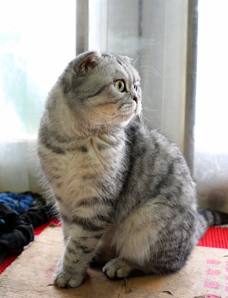 Вислоухий шотландец котенок серый полосатый