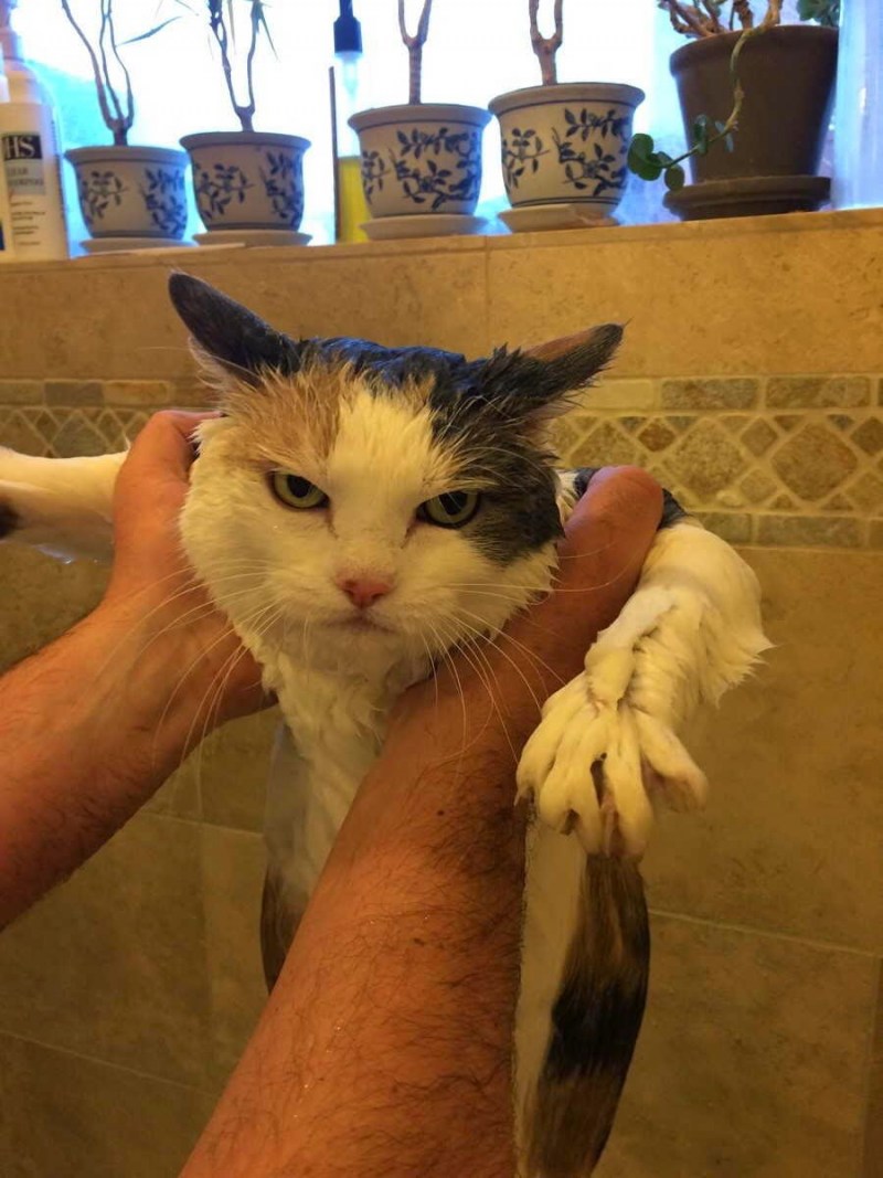 Котики приколы