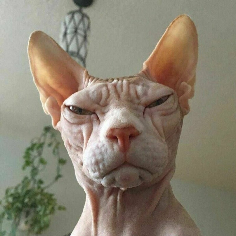 Сфинкс кошка юмор