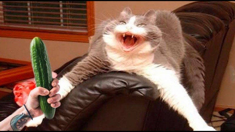 Кошка ржака