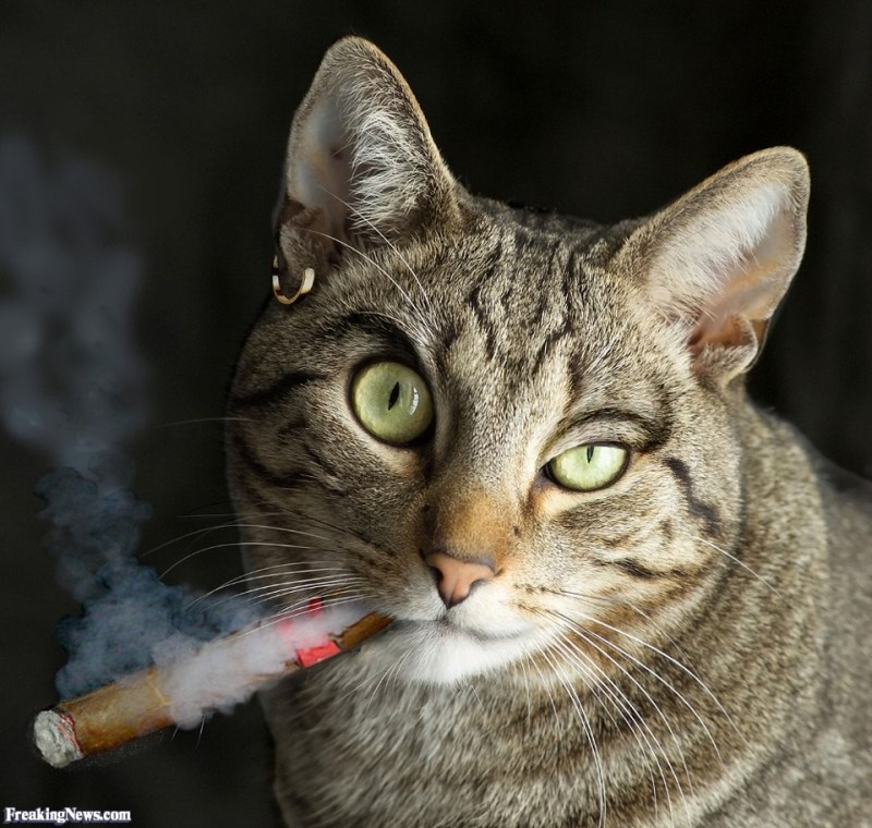 Кошка с сигаретой