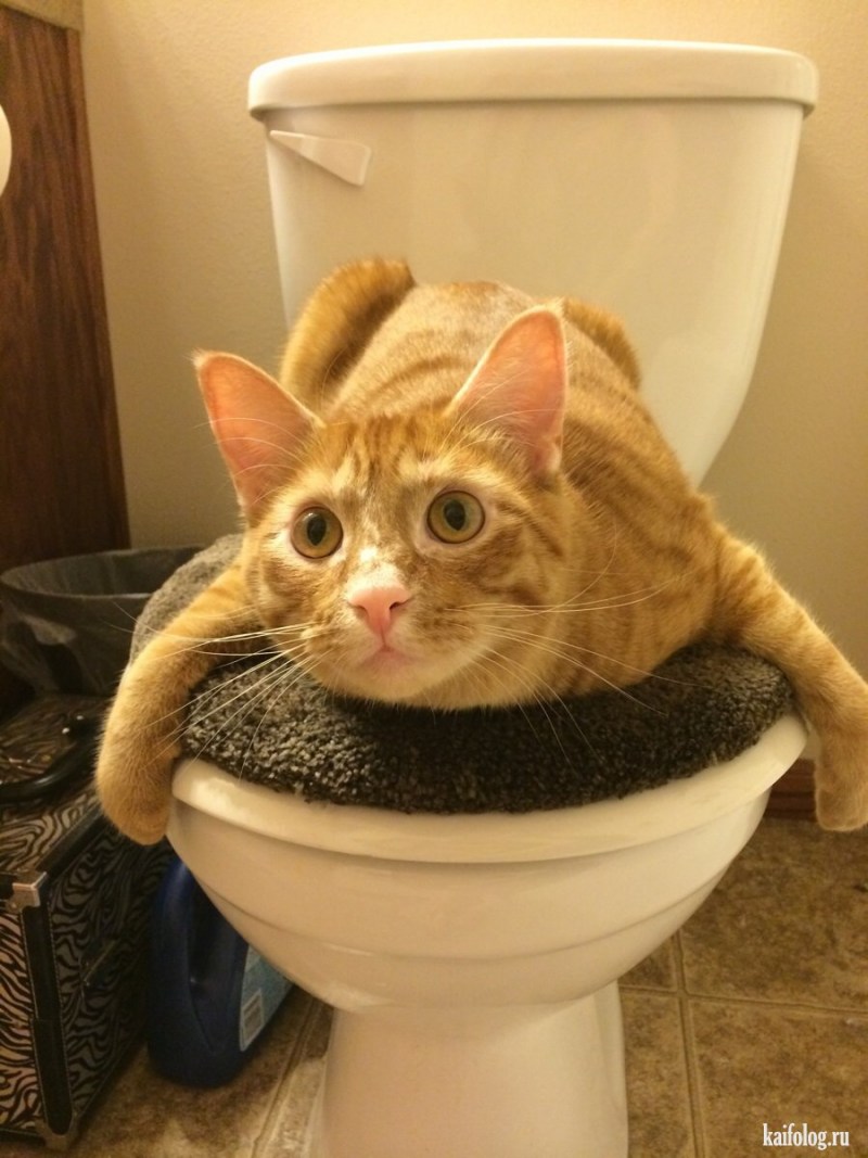 Приколы про котов