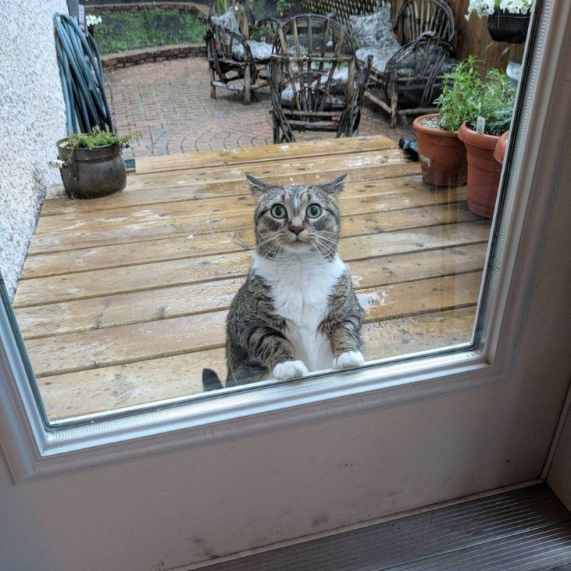 Кот ржач