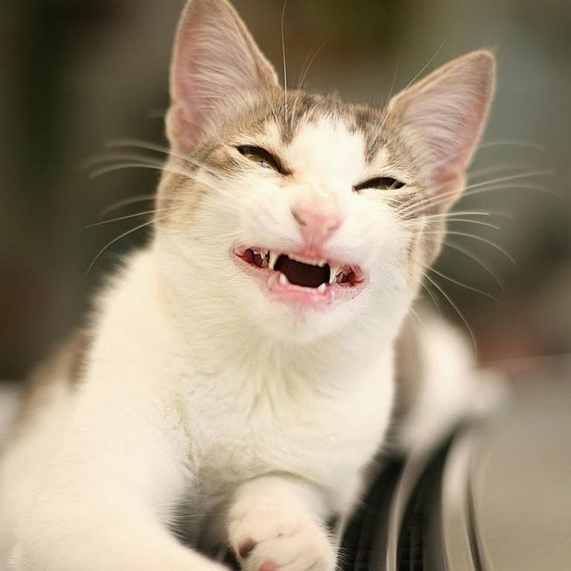 Улыбка кота