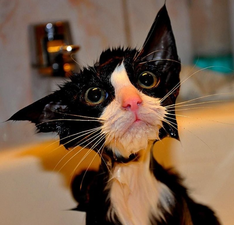 Смешные котики