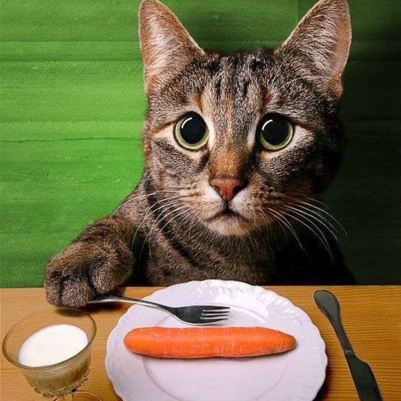 Голодный кот