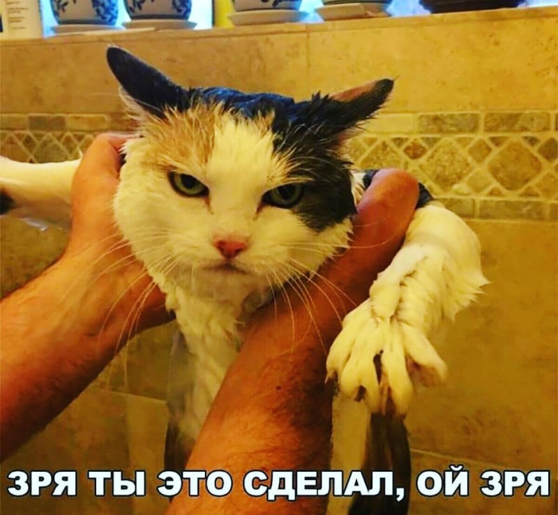 Хана тебе котик