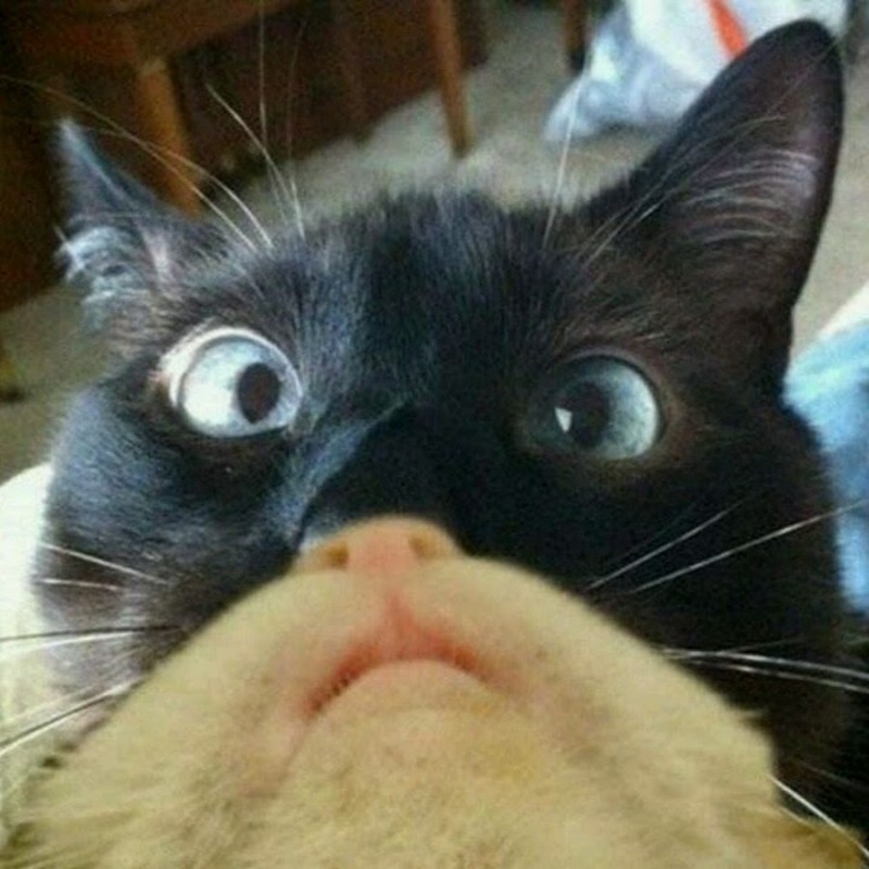 Кот угар