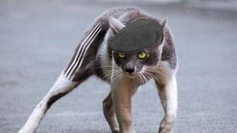 Кот гопник прикол