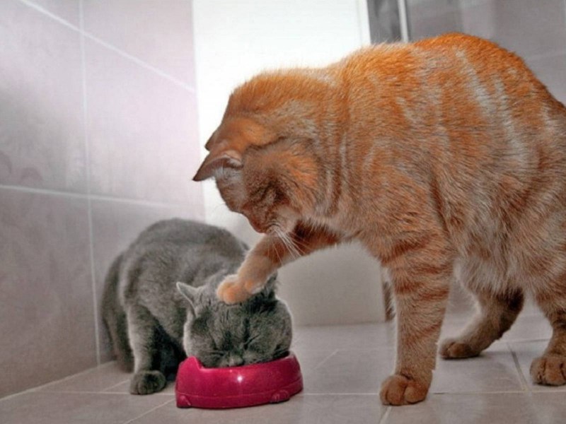Кота тыкают мордой