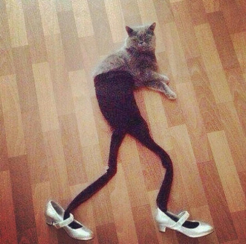 Смешные коты без надписей