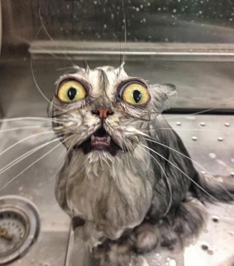 Мокрые коты