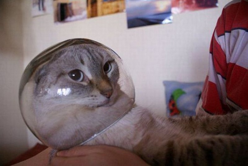 Кошачий ржач