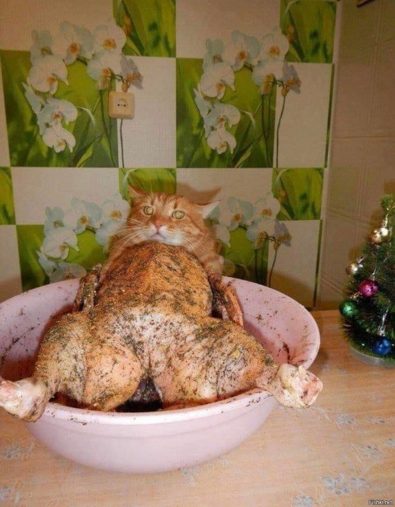 Кошка объелась