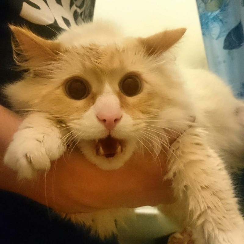 Смешной кот ржака