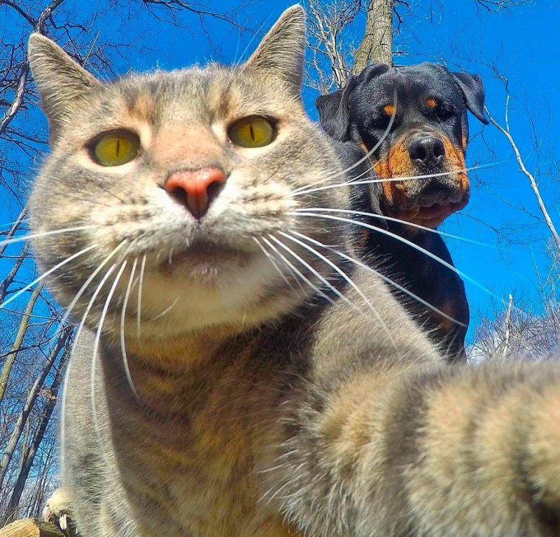 Селфи с кошкой