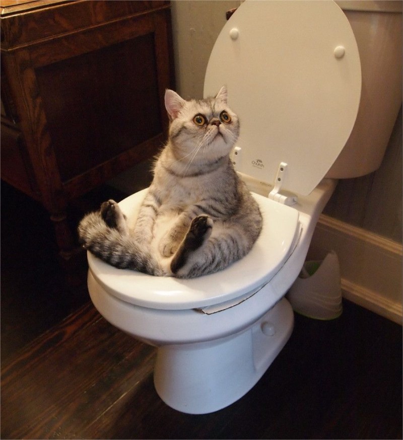 Кот в туалете