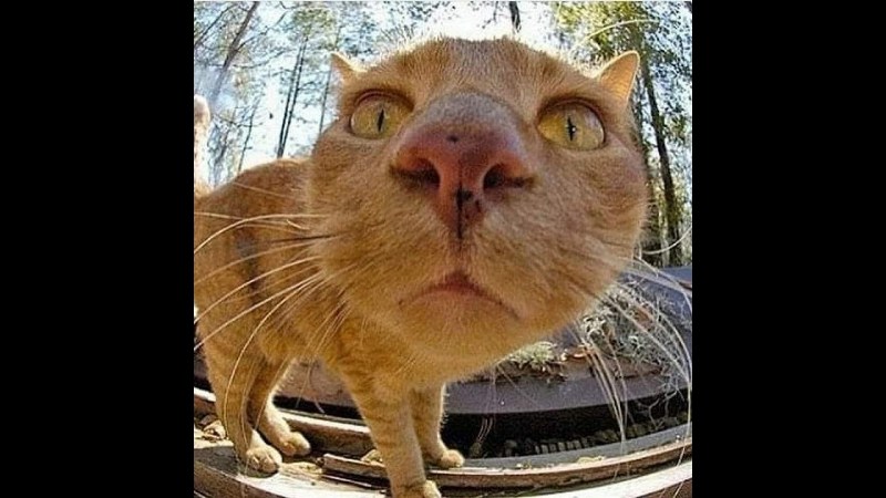Морда кота рыбий глаз