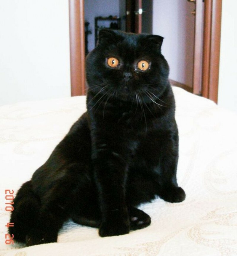 Черный британец кот вислоухий