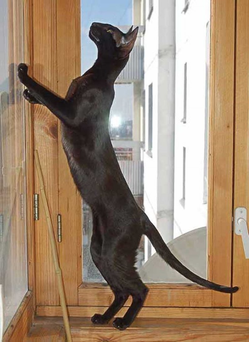 Черный котик на кровати