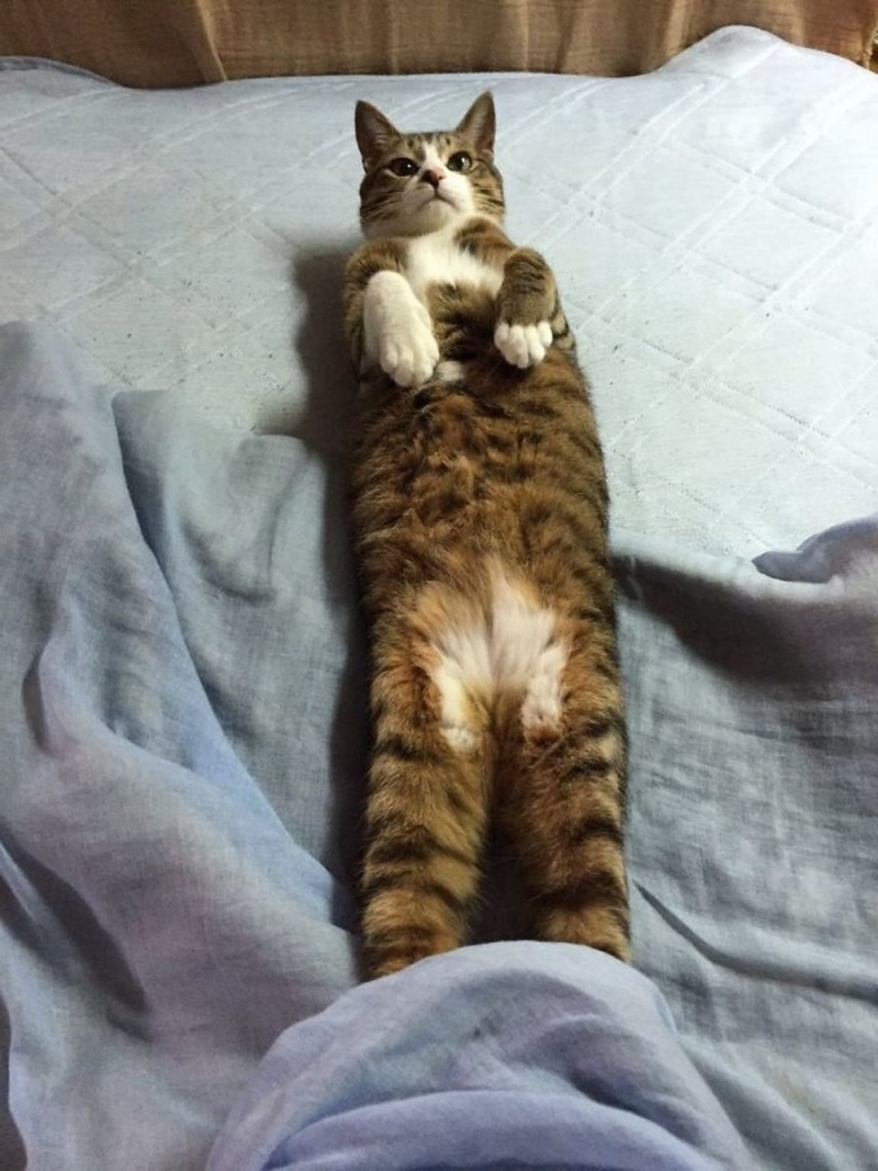 Кошка Мейн кун