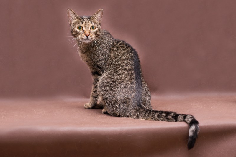 Кот Мейн кун