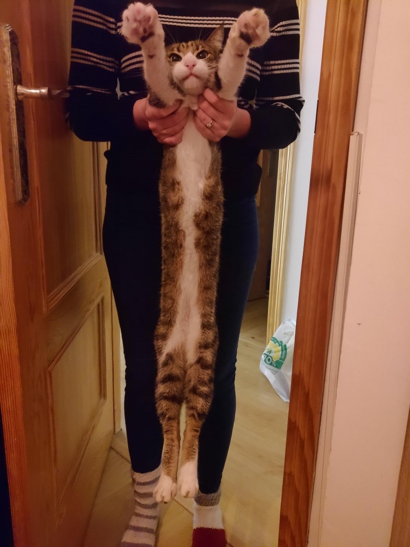 Гигантский кот Мейн кун