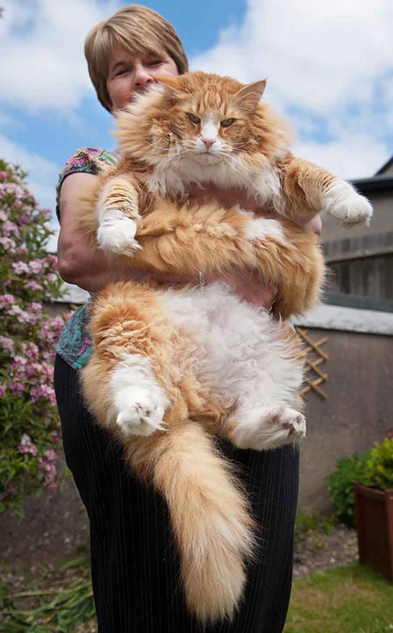 Кот с длинными усами