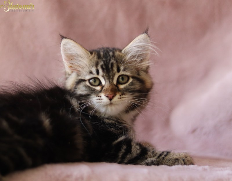 Brown Classic tabby White