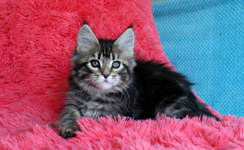 Шотландский вислоухий кот черный мрамор