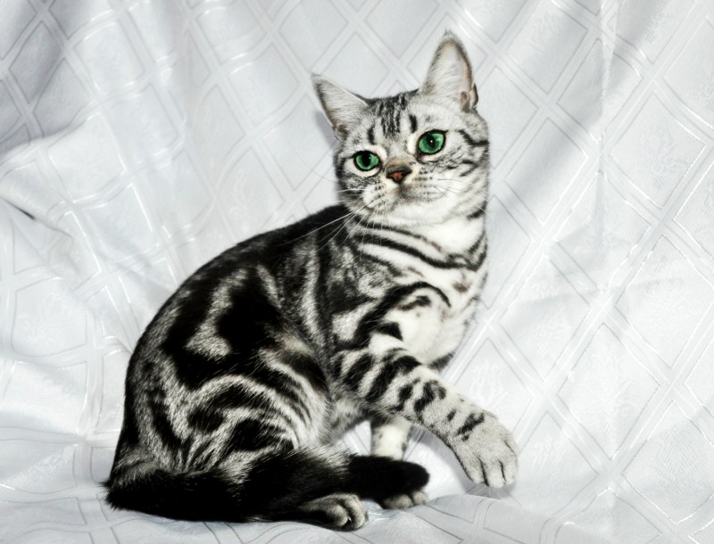 Мейн кун кот черный мраморный