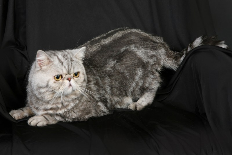 Шотландская вислоухая кошка мраморный табби