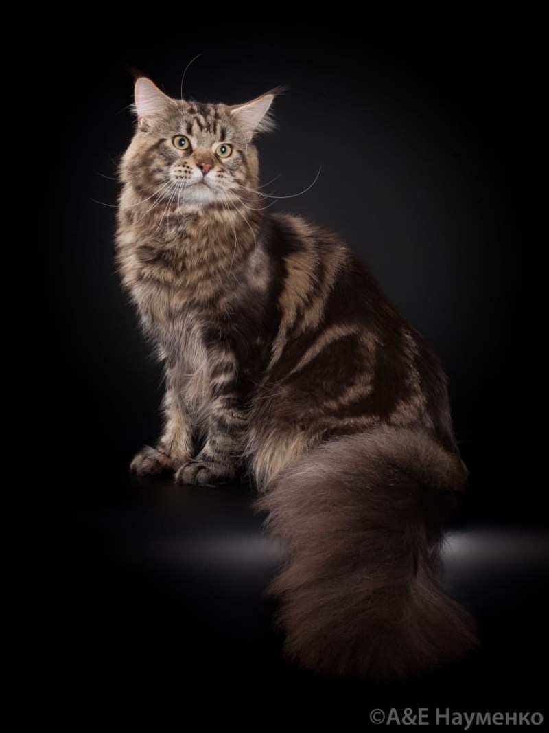 Кот Мейн кун