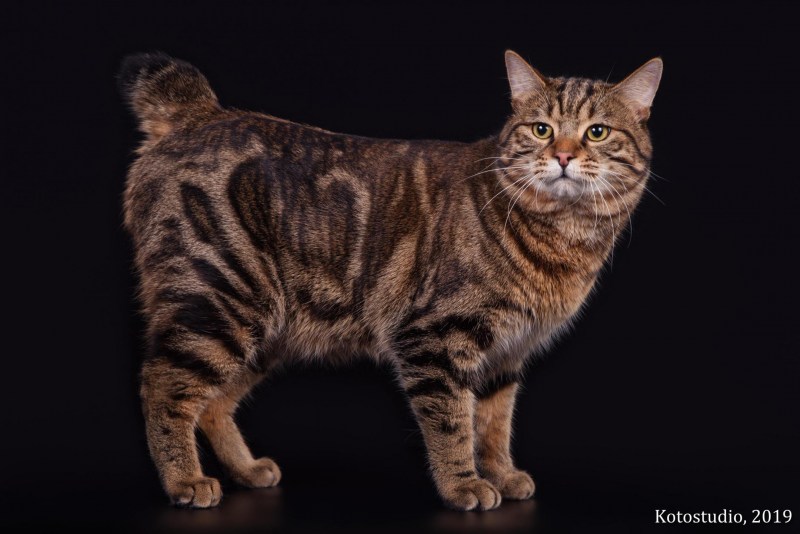 Американская короткошерстная кошка тэбби