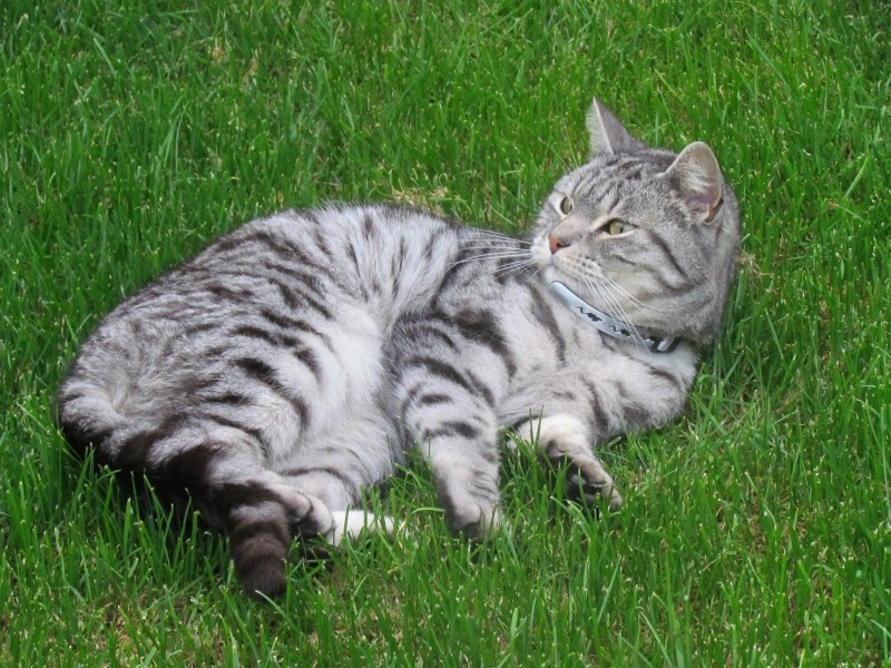 Бенгальский кот табби
