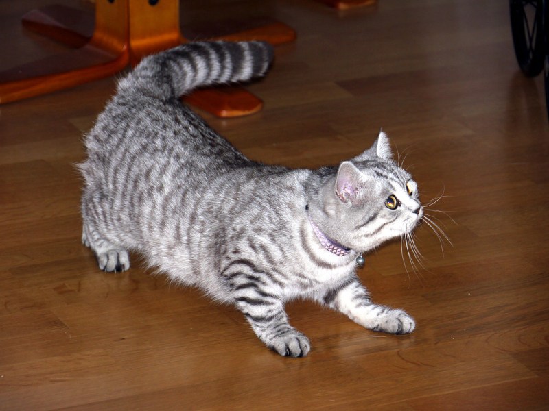 Шотландская короткошерстная шиншилла