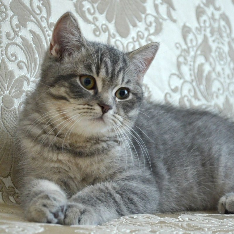 Британский мраморный табби