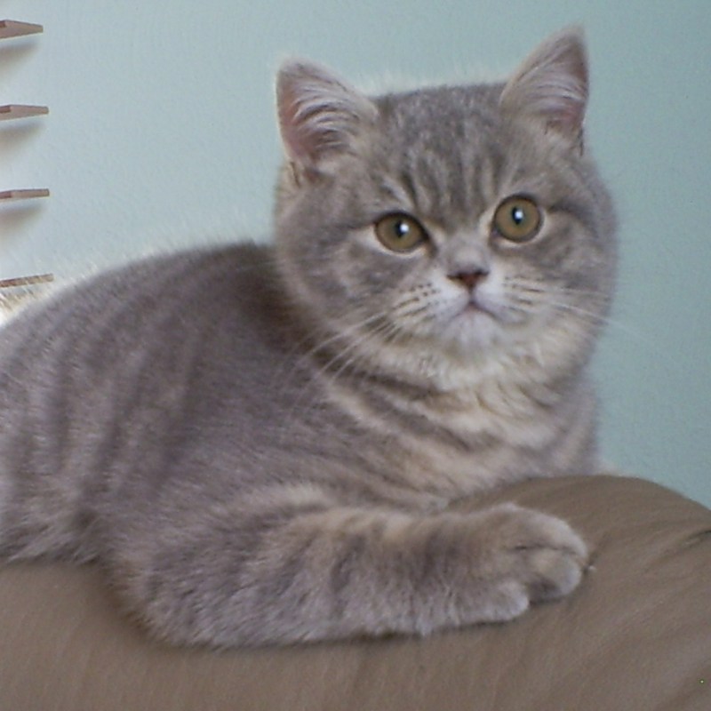 Британская кошка короткошерстная полосатая