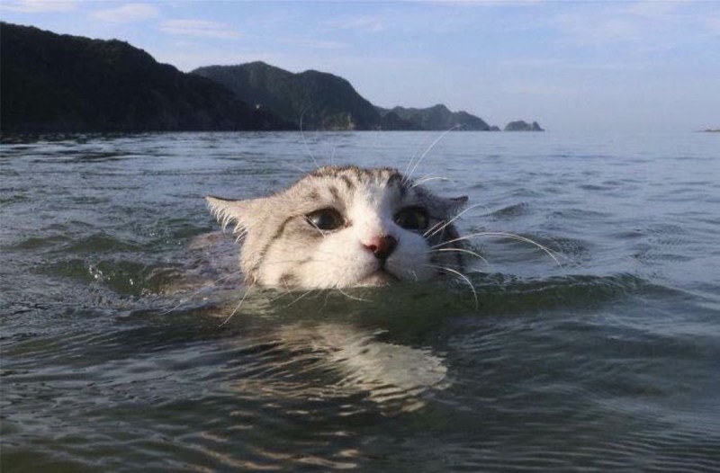 Кошка плывет