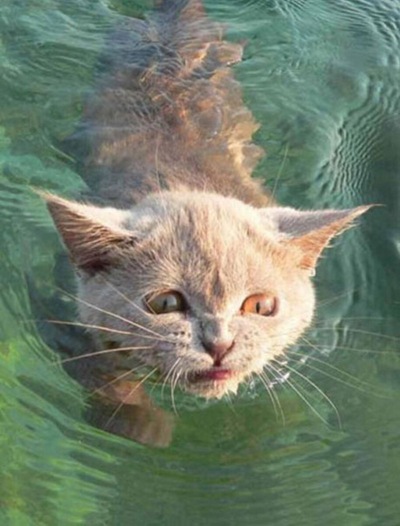 Котенок в воде