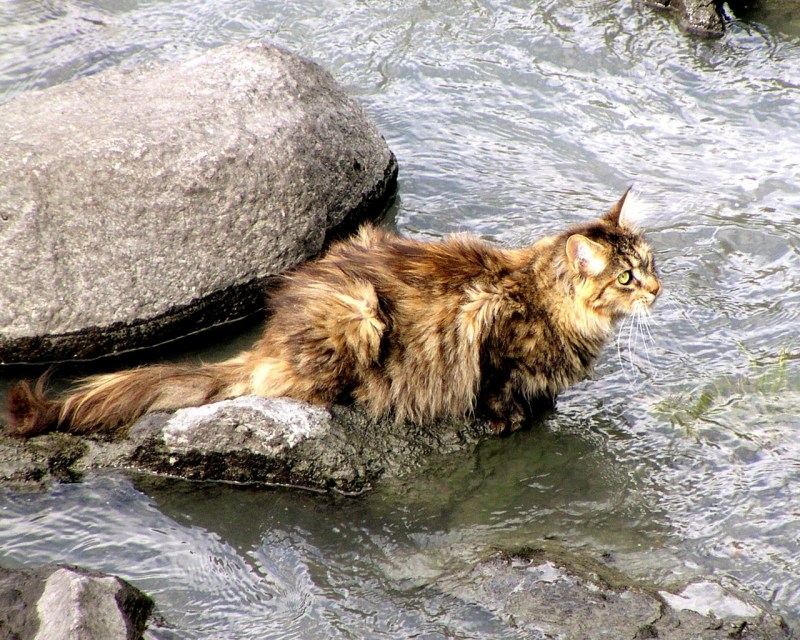 Кошка на речке