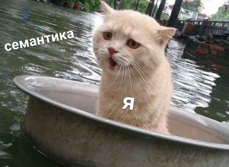 Котик тонет