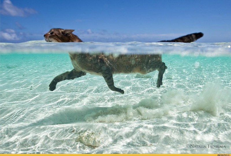 Кот плывет в море