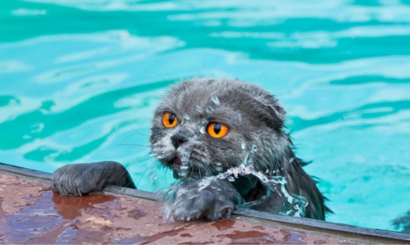 Кошка против воды
