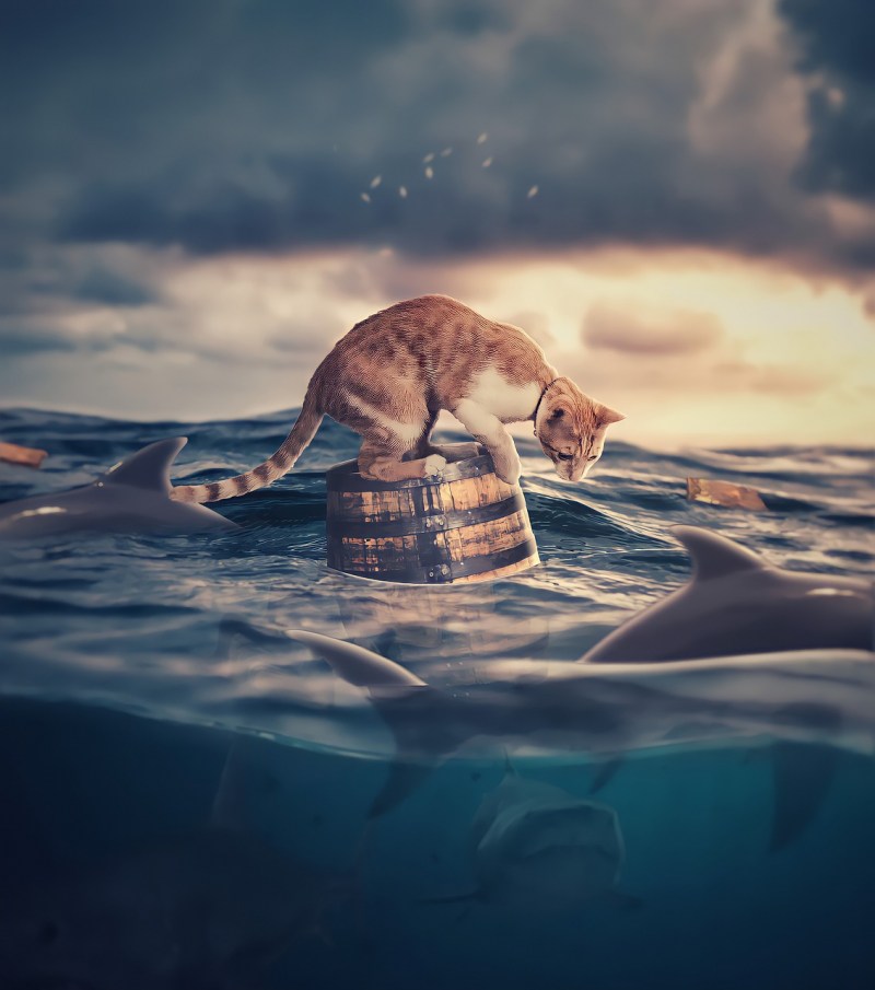 Cat on Shark